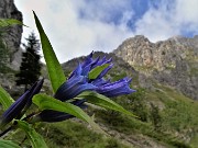 39 Gentiana asclepiadea (Genziana minore)